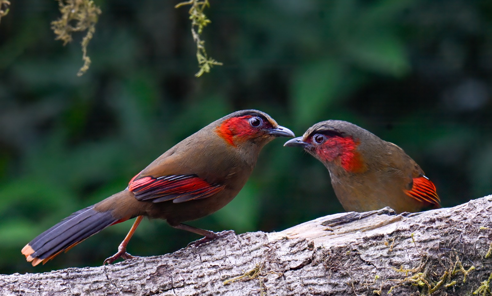 Red-faced Liocichla