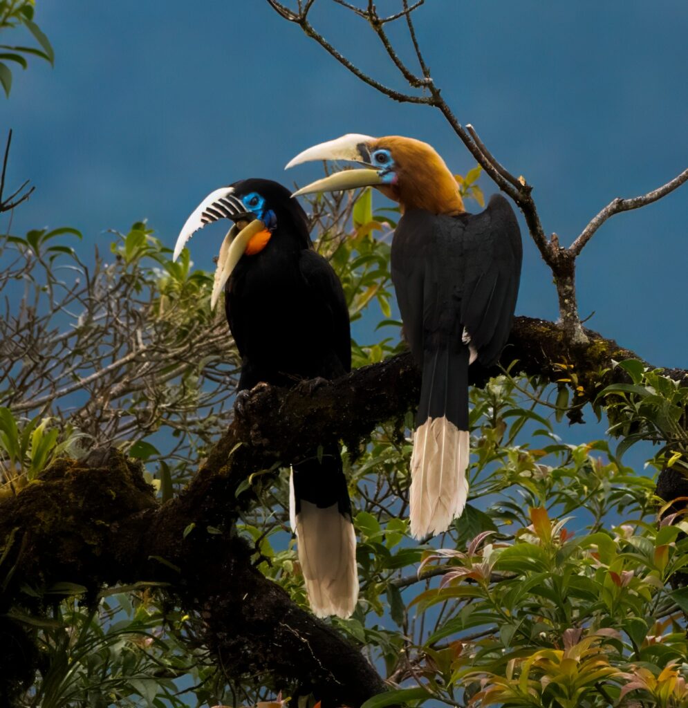 Rufous necked hornbills